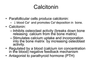 Calciphan Function Endocrine | PPT
