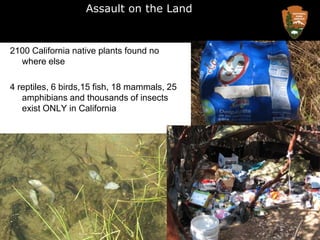 Assault on the Land2100 California native plants found no where else4 reptiles, 6 birds,15 fish, 18 mammals, 25 amphibians and thousands of insects exist ONLY in California