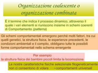 Organizzazione coalescente o
organizzazione combinata
È il termine che indica il processo dinamico, attraverso il
quale i vari elementi si riuniscono insieme in schemi coerenti
di Comportamento (patterns)
Gli schemi comportamentali emergono perché molti fattori, tra cui
quelli genetici, la struttura fisica, le esperienze precedenti, le
condizioni ambientali e il compito, obbligano tutte le possibili
forme comportamentali nello schema emergente
Per esempio
la struttura fisica dei bambini piccoli limita la locomozione
Le nostre caratteristiche fisiche selezionate filogeneticamente
non ci consentono di volare comportamenti universali
 