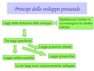 Principi dello sviluppo prenatale
Leggi della direzione dello sviluppo
Stabiliscono l’ordine in
cui emergono le caratte
ristiche
Tre leggi specifiche
Legge cefalo-caudale
Legge prossimo-distale
Legge grosso-fine
Le tre leggi sono reciprocamente collegate
 