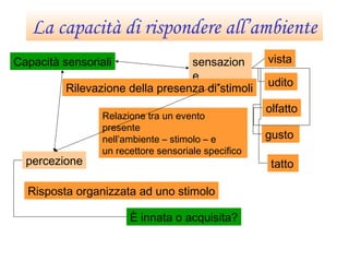 La capacità di rispondere all’ambiente
Capacità sensoriali sensazion
e
Rilevazione della presenza di stimoli
vista
udito
olfatto
gusto
tatto
Relazione tra un evento
presente
nell’ambiente – stimolo – e
un recettore sensoriale specifico
percezione
Risposta organizzata ad uno stimolo
È innata o acquisita?
 