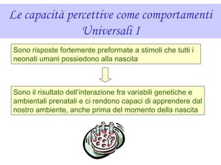 Le capacità percettive come comportamenti
Universali I
Sono risposte fortemente preformate a stimoli che tutti i
neonati umani possiedono alla nascita
Sono il risultato dell’interazione fra variabili genetiche e
ambientali prenatali e ci rendono capaci di apprendere dal
nostro ambiente, anche prima del momento della nascita
 