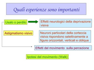 Quali esperienze sono importanti
Usalo o perdilo Effetti neurologici della deprivazione
visiva
Neuroni particolari della corteccia
visiva rispondono selettivamente a
figure orizzontali, verticali e oblique
Astigmatismo visivo
Effetti del movimento sulla percezione
Ipotesi del movimento (Walk)
 
