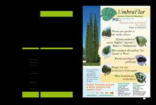 > AF/2_014 
> AF/2_014 
UmbraFlor 
AziendA ViVAisticA RegionAle 
Azienda certificata ISO 9001 
Abbiamo tutte le soluzioni 
che cerchi. 
Vieni a trovarci! 
Piante per giardini e 
per verde urbano 
Cipressi resistenti al 
cancro ‘Bolgheri’, ‘Agrimed 1’, 
‘Iltalico’ e ‘Mediterraneo’ 
Olmi resistenti alla grafiosi ‘San 
Zanobi’ e ‘Plinio’ 
Piante tartufigene 
certificate 
Pioppi che non 
Piante selezionate producono la lanugine 
e certificate ai 
sensi del D.lgs. 
386/2003 per 
Noci innestati per 
impianti forestali e 
per arboricoltura 
frutticoltura 
da legno 
Potrai trovare questo 
e altro ancora nei 
nostri vivai 
Vivaio forestale 
“La Torraccia” 
Gubbio (PG) 
Loc. San Secondo - 
strada Ponte d’Assi- 
Mocaiana 
Tel/fax 075.9221122 
Cell. 335.1225759 
Vivaio 
“Il Castellaccio” 
Spello (PG) 
Strada prov. 410, 
km 3,300 
per Stazione Cannara 
Tel/fax 0742.315007 
www.umbraflor.it umbraflor@umbraflor.it Cell. 349.8963580 
Da questa legge inoltre possono derivare importanti spunti 
di sviluppo per la filiera del verde: quanto definito, infatti, all’art. 6 pre-vede 
un incremento delle realizzazioni di spazi verdi che coinvolgono 
tutti gli stakeholders, dal progettista, all’impiantista, all’azienda floro-vivaistica, 
al giardiniere. 
Infine è importante evidenziare il ruolo del Comitato per lo sviluppo 
del verde pubblico, del quale fa parte in qualità di membro di diritto 
il Presidente del CONAF. Le funzioni del Comitato sono numerose, 
ma preme sottolineare che tale Comitato ha potere deliberativo, ed 
in tal senso si è già mosso con la Delibera 1/2014 sulle coperture a 
verde, che devono rientrare “senz’altro fra gli interventi che legitti-mano 
a fruire” della detrazione fiscale. Infatti “muovendo dalla qua-lificazione 
ex lege delle coperture a verde, di cui all’articolo 2, comma 
5, del regolamento di cui al d.P.R. 2 aprile 2009, n. 59, quali strutture 
dell’involucro edilizio atte a produrre risparmio energetico”, nel caso 
di trasformazione lastrici solari, si può accedere agli sgravi fiscali (at-tualmente 
pari al 50% della spesa sostenuta) previsti per gli interven-ti 
di ristrutturazione edilizia. 
Verde urbano 
In conclusione, per vedere realizzati tutti gli aspetti previsti all’inter-no 
di questa legge è senz’altro necessaria un’azione di divulgazione e 
sensibilizzazione, della quale il CONAF si sta facendo promotore sia 
supportando iniziative degli ordini territoriali, sia attraverso la parte-cipazione 
a convegni tematici. Si deve puntare su un dialogo maggiore 
tra le istituzioni coinvolte nell’aspetto della riqualificazione urbana: i 
vari tavoli e comitati ministeriali devono confrontarsi e collaborare, in 
quanto le tematiche di interesse comune rischiano di essere affron-tate 
senza alcun coordinamento e disperdendo inutilmente risorse 
umane ed economiche. Il CONAF sta agendo anche in tal senso, con-tribuendo 
attraverso i suoi delegati alla condivisione delle informazio-ni 
e mettendo in relazione i vari referenti. 
Norme incluse, abrogate o modificate dalla Legge 10/2013 
Riferimento Normativo Titolo 
• Regio Decreto 30 dicembre 1923, n. 3267 Riordinamento e riforma della legislazione 
in materia di boschi e di terreni montani 
• Legge 29 gennaio 1992, n. 113 Obbligo per il comune di residenza di porre a dimora un albero 
per ogni neonato, a seguito della registrazione anagrafica 
• Decreto Legislativo 28 agosto 1997, n. 281 Definizione ed ampliamento delle attribuzioni della Conferenza 
permanente per i rapporti tra lo Stato, le regioni e le province autonome 
di Trento e Bolzano ed unificazione, per le materie ed i compiti 
di interesse comune delle regioni, delle province e dei comuni, 
con la Conferenza Stato-città ed autonomie locali 
• D. M. dei lavori pubblici 2 aprile 1968, n. 1444 Limiti inderogabili di densità edilizia, di altezza, di distanza fra i fabbricati 
e rapporti massimi tra spazi destinati agli insediamenti residenziali 
e produttivi e spazi pubblici o riservati alle attività collettive, al verde 
pubblico o a parcheggi da osservare ai fini della formazione dei nuovi 
strumenti urbanistici o della revisione di quelli esistenti, 
ai sensi dell’art. 17 della L. 6 agosto 1967, n. 765 
• Legge 27 dicembre 1997, n. 449 Misure per la stabilizzazione della finanza pubblica 
• Decreto del Presidente della Repubblica 2 aprile 2009, n. 59 Regolamento di attuazione dell’articolo 4, comma 1, lettere a) e b), 
del decreto legislativo 19 agosto 2005, n. 192, concernente attuazione 
della direttiva 2002/91/CE sul rendimento energetico in edilizia 
• Legge 27 dicembre 2004, n. 307 Disposizioni urgenti in materia fiscale e di finanza pubblica 
10 11 

