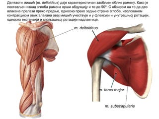 m. deltoideus
m. teres major
m. subscapularis
Делтасти мишић (m. deltoideus) даје карактеристичан заобљен облик рамену. Како је
постављен изнад зглоба рамена врши абдукцију и то до 90º. С обзиром на то да део
влакана прелази преко предње, односно преко задње стране зглоба, изолованом
контракцијом ових влакана овај мишић учествује и у флексији и унутрашњој ротацији,
односно екстензији и спољашњој ротацији надлактице.
 