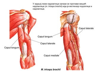 Caput longum
Caput laterale
Caput mediale
Caput laterale
Caput longum
M. triceps brachii
У задњој ложи надлактице налази се троглави мишић
надлактице (m. triceps brachii) који је екстензор подлатице и
надлактице.
 