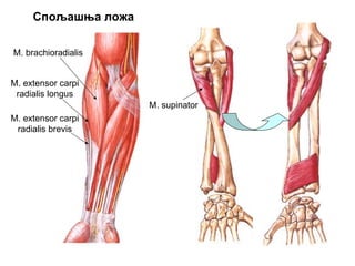 M. brachioradialis
M. extensor carpi
radialis longus
M. extensor carpi
radialis brevis
M. supinator
Спољашња ложа
 