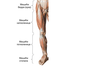 Мишићи
бедра (кука)
Мишићи
натколенице
Мишићи
потколенице
Мишићи
стопала
 