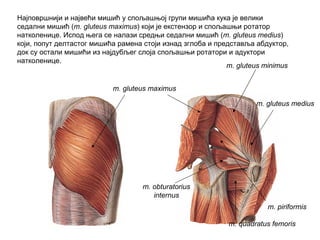 m. gluteus maximus
m. gluteus medius
m. gluteus minimus
m. piriformis
m. obturatorius
internus
m. quadratus femoris
Најповршнији и највећи мишић у спољашњој групи мишића кука је велики
седални мишић (m. gluteus maximus) који је екстензор и спољашњи ротатор
натколенице. Испод њега се налази средњи седални мишић (m. gluteus medius)
који, попут делтастог мишића рамена стоји изнад зглоба и представља абдуктор,
док су остали мишићи из најдубљег слоја спољашњи ротатори и адуктори
натколенице.
 