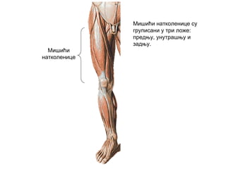 Мишићи
натколенице
Мишићи натколенице су
груписани у три ложе:
предњу, унутрашњу и
задњу.
 