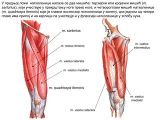 m. sartorius
m. rectus femoris
m. vastus lateralis
m. vastus medialis
m. vastus
medialis
m. vastus lateralis
m. vastus
intermedius
m. quadriceps femoris
У предњој ложи натколенице налазе се два мишића: терзијски или кројачки мишић (m.
sartorius), који учествује у прекрштању ноге преко ноге, и четвороглави мишић натколенице
(m. quadriceps femoris) који је главни екстензор потколенице у колену, док једном од четири
главе има припој и на карлици па учествује и у флексији натколенице у зглобу кука.
 