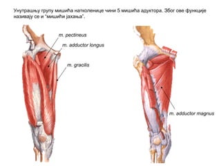 m. pectineus
m. adductor longus
m. gracilis
m. adductor magnus
Унутрашњу групу мишића натколенице чини 5 мишића адуктора. Због ове функције
називају се и “мишићи јахања”.
 