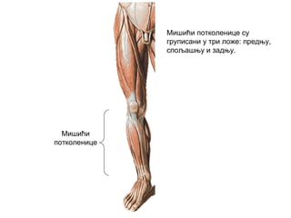 Мишићи
потколенице
Мишићи потколенице су
груписани у три ложе: предњу,
спољашњу и задњу.
 