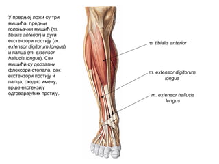 m. tibialis anterior
m. extensor digitorum
longus
m. extensor hallucis
longus
У предњој ложи су три
мишића: предњи
голењачни мишић (m.
tibialis anterior) и дуги
екстензори прстију (m.
extensor digitorum longus)
и палца (m. extensor
hallucis longus). Сви
мишићи су дорзални
флексори стопала, док
екстензори прстију и
палца, сходно имену,
врше екстензију
одговарајућих прстију.
 