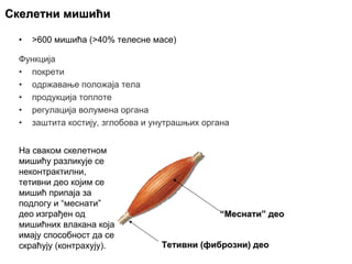 • >600 мишића (>40% телесне масе)
СкелетниСкелетни мишићимишићи
Функција
• покрети
• одржавање положаја тела
• продукција топлоте
• регулација волумена органа
• заштита костију, зглобова и унутрашњих органа
““МеснатиМеснати”” деодео
ТетивниТетивни ((фибрознифиброзни)) деодео
На сваком скелетном
мишићу разликује се
неконтрактилни,
тетивни део којим се
мишић припаја за
подлогу и “меснати”
део изграђен од
мишићних влакана која
имају способност да се
скраћују (контрахују).
 