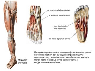 Мишићи
стопала
m. extensor digitorum brevis
m. extensor hallucis brevis
m. flexor digitorum brevis
mm. lumbricales
mm. interossei
Са горње стране стопала налази се један мишић - кратки
екстензор прстију, док су са доње стране мишићи
подељени попут мишића шаке: мишићи палца, мишићи
малог прста и средња група са глистастим и
међукоштаним мишићима.
 
