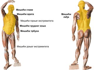 Мишићи горњег екстремитета
Мишићи доњег екстремитета
Мишићи главе
Мишићи врата Мишићи
леђа
Мишићи грудног коша
Мишићи трбуха
 