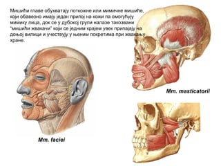 Mm. faciei
Mm. masticatorii
Мишићи главе обухватају поткожне или мимичне мишиће,
који обавезно имају један припој на кожи па омогућују
мимику лица, док се у дубокој групи налазе такозвани
“мишићи жвакачи” који се једним крајем увек припајају на
доњој вилици и учествују у њеним покретима при жвакању
хране.
 