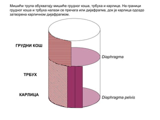 Diaphragma
Diaphragma pelvis
ГРУДНИ КОШ
ТРБУХ
КАРЛИЦА
Мишићи трупа обухватају мишиће грудног коша, трбуха и карлице. На граници
грудног коша и трбуха налази се пречага или дијафрагма, док је карлица одоздо
затворена карличном дијафрагмом.
 