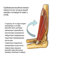 Скраћивањем мишићних влакана
повлачи се кост за коју је мишић
припојен и остварује се покрет у
зглобу.
У односу на то који покрет
производе у зглобу,
мишићи могу да буду:
•флексори (прегибачи)
•екстензори (опружачи)
•абдуктори (одводиоци)
•адуктори (приводиоци)
•ротатори
•леватори (подизачи)
•депресори (спуштачи)
•сфинктери (кружни
мишићи који регулишу
промер телесних отвора)
 