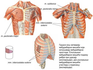m. pectoralis major
m. pectoralis minor
m. sublavius
mm. intercostales
externi
mm. intercostales externi
Грудни кош затварају
међуребарни мишићи који
испуњавају међуребарне
просторе. Спољашњи
међуребарни мишићи подижу
ребра при удисају
(инспирацији), док унутрашњи
међуребарни мишићи
учествују у издисању
(експирацији)
 