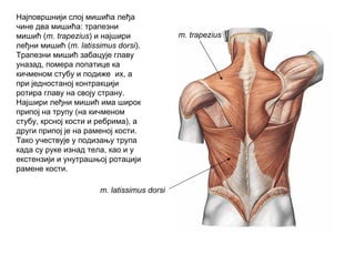 m. trapezius
m. latissimus dorsi
Најповршнији слој мишића леђа
чине два мишића: трапезни
мишић (m. trapezius) и најшири
леђни мишић (m. latissimus dorsi).
Трапезни мишић забацује главу
уназад, помера лопатице ка
кичменом стубу и подиже их, а
при једностаној контракцији
ротира главу на своју страну.
Најшири леђни мишић има широк
припој на трупу (на кичменом
стубу, крсној кости и ребрима), а
други припој је на раменој кости.
Тако учествује у подизању трупа
када су руке изнад тела, као и у
екстензији и унутрашњој ротацији
рамене кости.
 