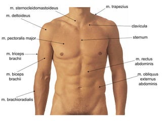 clavicula
sternum
m. sternocleidomastoideus
m. deltoideus
m. pectoralis major
m. triceps
brachii
m. biceps
brachii
m. brachioradialis
m. rectus
abdominis
m. obliquus
externus
abdominis
m. trapezius
 