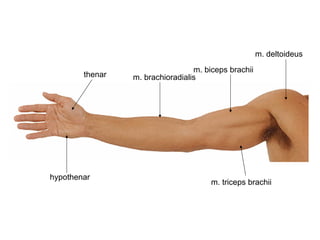m. deltoideus
m. biceps brachii
m. triceps brachii
m. brachioradialisthenar
hypothenar
 