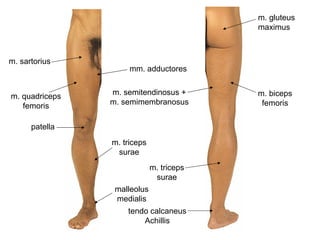 m. quadriceps
femoris
m. sartorius
patella
m. triceps
surae
malleolus
medialis
m. gluteus
maximus
m. biceps
femoris
m. semitendinosus +
m. semimembranosus
m. triceps
surae
tendo calcaneus
Achillis
mm. adductores
 