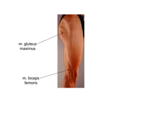 m. gluteus
maximus
m. biceps
femoris
 