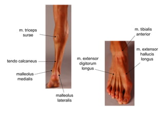 m. triceps
surae
tendo calcaneus
malleolus
medialis
malleolus
lateralis
m. tibialis
anterior
m. extensor
hallucis
longusm. extensor
digitorum
longus
 