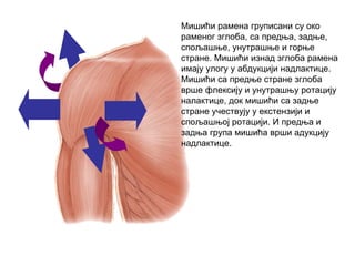 Мишићи рамена груписани су око
раменог зглоба, са предња, задње,
спољашње, унутрашње и горње
стране. Мишићи изнад зглоба рамена
имају улогу у абдукцији надлактице.
Мишићи са предње стране зглоба
врше флексију и унутрашњу ротацију
налактице, док мишићи са задње
стране учествују у екстензији и
спољашњој ротацији. И предња и
задња група мишића врши адукцију
надлактице.
 
