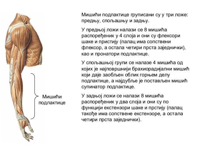 Mišici