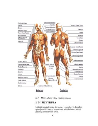 Sl.1. - Mišići tela (prednja i zadnja strana)
2. MIŠIĆI TRUPA
Mišići trupa dele se na dorzalne i ventralne. U dorzalne
spadaju mišići leđa, a u ventralne mišići trbuha, mišići
grudnog koša i mišići vrata.
5
 