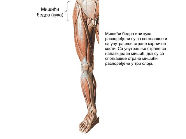 Svi misici | PPT