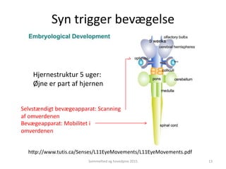 http://www.tutis.ca/Senses/L11EyeMovements/L11EyeMovements.pdf
Syn trigger bevægelse
Svimmelhed og hovedpine 2015 13
Selvstændigt bevægeapparat: Scanning
af omverdenen
Bevægeapparat: Mobilitet i
omverdenen
Hjernestruktur 5 uger:
Øjne er part af hjernen
 