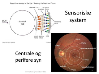 Sensoriske
system
Centrale og
perifere syn
Svimmelhed og hovedpine 2015
14
 