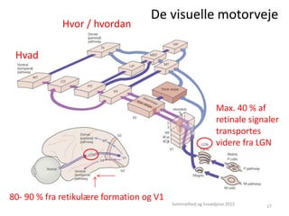 De visuelle motorveje
Svimmelhed og hovedpine 2015 17
Hvad
Hvor / hvordan
80- 90 % fra retikulære formation og V1
Max. 40 % af
retinale signaler
transportes
videre fra LGN
 