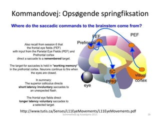 http://www.tutis.ca/Senses/L11EyeMovements/L11EyeMovements.pdf
Kommandovej: Opsøgende springfiksation
Svimmelhed og hovedpine 2015 19
 