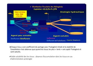  Distribution Tissulaire des Halogénés
Desflurane Sévoflurane Isoflurane
Enflurane et halothane
4 à 8’
> 5 h
1-4 h
●Chaque tissu a son coefficient de partage avec l’halogéné inhalé et la stabilité de
l’anesthésie n’est obtenue que quand les tissus les plus « lents » ont capté l’halogéné et
sont saturés.
Cœur-cerveau-
reins –foie
( 75% DC)
10 % poids
50 % poids
20% DC
20 % poids
6% DC
●Faible solubilité des les tissus : absence d’accumulation dans les tissus en cas
d’administration prolongée
Captation =ʎS.Q.(Pa-Pv )/PB
TRV
Graisse
Muscle
Stockage
 