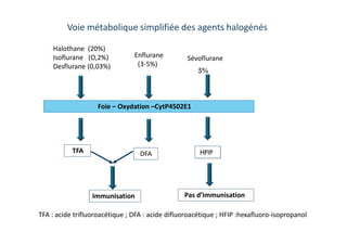 Halothane (20%)
Isoflurane (O,2%)
Desflurane (0,03%)
Enflurane
(3-5%)
Sévoflurane
Foie – Oxydation –CytP4502E1
TFA DFA
Immunisation
HFIP
Pas d’immunisation
TFA : acide trifluoroacétique ; DFA : acide difluoroacétique ; HFIP :hexafluoro-isopropanol
Voie métabolique simplifiée des agents halogénés
5%
 
