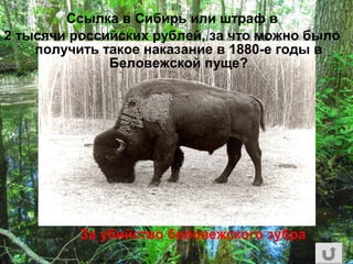 Ссылка в Сибирь или штраф в
2 тысячи российских рублей, за что можно было
получить такое наказание в 1880-е годы в
Беловежской пуще?
За убийство беловежского зубра
 