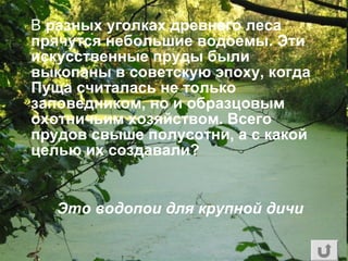 В разных уголках древнего леса
прячутся небольшие водоемы. Эти
искусственные пруды были
выкопаны в советскую эпоху, когда
Пуща считалась не только
заповедником, но и образцовым
охотничьим хозяйством. Всего
прудов свыше полусотни, а с какой
целью их создавали?
Это водопои для крупной дичи
 