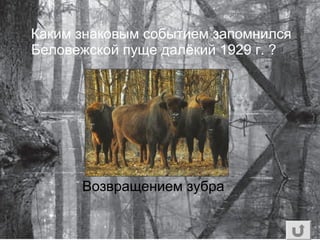 Каким знаковым событием запомнился
Беловежской пуще далёкий 1929 г. ?
Возвращением зубра
 