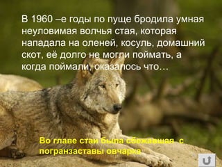 В 1960 –е годы по пуще бродила умная
неуловимая волчья стая, которая
нападала на оленей, косуль, домашний
скот, её долго не могли поймать, а
когда поймали, оказалось что…
Во главе стаи была сбежавшая с
погранзаставы овчарка
 