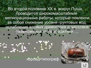 Во второй половине ХХ в. вокруг Пущи,
проводится широкомасштабные
мелиорационные работы, которые повлекли
за собой снижение уровня грунтовых вод,
ослабление еловых древостоев и массовое
размножение этого вредителя …
короед-типограф
 