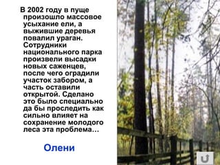 В 2002 году в пуще
произошло массовое
усыхание ели, а
выжившие деревья
повалил ураган.
Сотрудники
национального парка
произвели высадки
новых саженцев,
после чего оградили
участок забором, а
часть оставили
открытой. Сделано
это было специально
да бы проследить как
сильно влияет на
сохранение молодого
леса эта проблема…
Олени
 