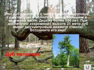 Этот дуб относится к числу наиболее крупных
дубов Пущи и является самым большим в
ее южной части. Дереву более 550 лет. При
достаточно «скромной» высоте 31 метр дуб
имеет двухметровый диаметр ствола!
Вспомните его имя!
Дуб патриарх
 