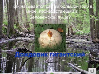 Как называется самый большой гриб в
мире, произрастающий в
Беловежской пуще?
Дождевик гигантский
 