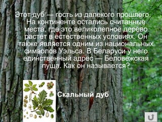 Этот дуб — гость из далекого прошлого.
На континенте остались считанные
места, где это великолепное дерево
растет в естественных условиях. Он
также является одним из национальных
символов Уэльса. В Беларуси у него
единственный адрес — Беловежская
пуща. Как он называется?
Скальный дуб
 
